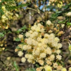 Acacia mearnsii at Gundaroo, NSW - 3 Jan 2023