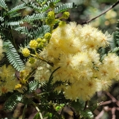 Acacia parramattensis (Parramatta Green Wattle) at Gundaroo, NSW - 2 Jan 2023 by trevorpreston