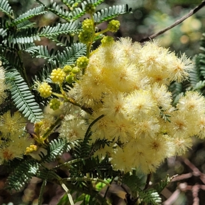 Acacia parramattensis (Parramatta Green Wattle) at Gundaroo, NSW - 3 Jan 2023 by trevorpreston