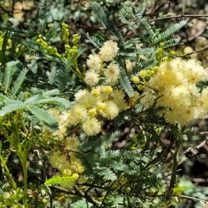 Acacia parramattensis at Gundaroo, NSW - 3 Jan 2023
