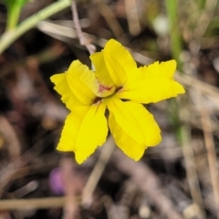 Goodenia hederacea (Ivy Goodenia) at Gundaroo, NSW - 2 Jan 2023 by trevorpreston