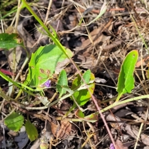 Goodenia hederacea at Gundaroo, NSW - 3 Jan 2023 10:14 AM