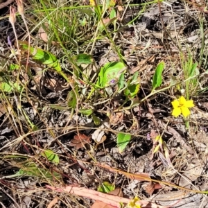 Goodenia hederacea at Gundaroo, NSW - 3 Jan 2023 10:14 AM