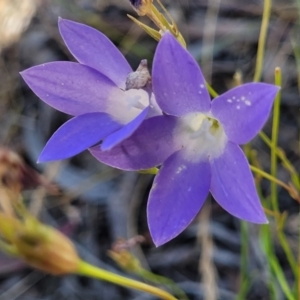 Wahlenbergia stricta subsp. stricta at Gundaroo, NSW - 3 Jan 2023 10:14 AM