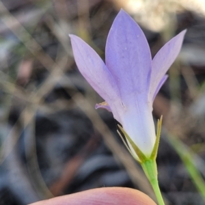 Wahlenbergia stricta subsp. stricta at Gundaroo, NSW - 3 Jan 2023 10:14 AM