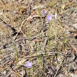 Wahlenbergia stricta subsp. stricta at Gundaroo, NSW - 3 Jan 2023 10:14 AM