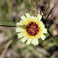 Tolpis barbata (Yellow Hawkweed) at Gundaroo, NSW - 3 Jan 2023 by trevorpreston