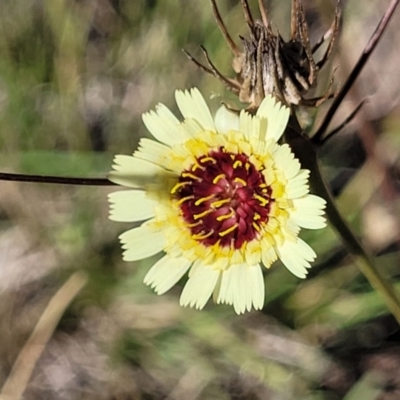 Tolpis barbata (Yellow Hawkweed) at Gundaroo, NSW - 2 Jan 2023 by trevorpreston