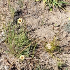 Tolpis barbata at Gundaroo, NSW - 3 Jan 2023 10:11 AM