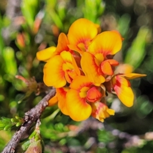 Dillwynia sericea at Gundaroo, NSW - 3 Jan 2023