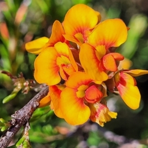 Dillwynia sericea at Gundaroo, NSW - 3 Jan 2023