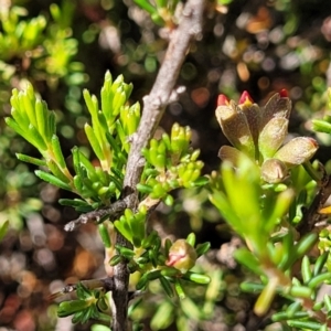 Dillwynia sericea at Gundaroo, NSW - 3 Jan 2023