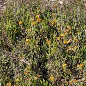 Dillwynia sericea at Gundaroo, NSW - 3 Jan 2023