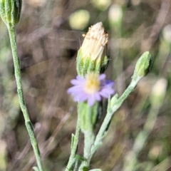 Vittadinia gracilis (New Holland Daisy) at Gundaroo, NSW - 2 Jan 2023 by trevorpreston