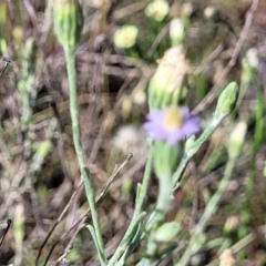 Vittadinia gracilis at Gundaroo, NSW - 3 Jan 2023