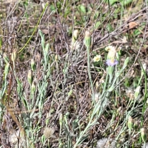 Vittadinia gracilis at Gundaroo, NSW - 3 Jan 2023