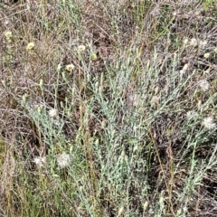 Vittadinia gracilis at Gundaroo, NSW - 3 Jan 2023