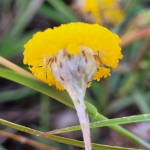 Leptorhynchos squamatus at Gundaroo, NSW - 3 Jan 2023