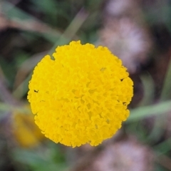 Leptorhynchos squamatus at Gundaroo, NSW - 3 Jan 2023