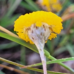 Leptorhynchos squamatus at Gundaroo, NSW - 3 Jan 2023