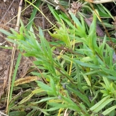 Leptorhynchos squamatus at Gundaroo, NSW - 3 Jan 2023