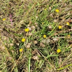 Leptorhynchos squamatus at Gundaroo, NSW - 3 Jan 2023