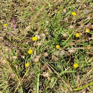 Leptorhynchos squamatus at Gundaroo, NSW - 3 Jan 2023