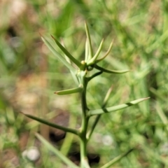 Daviesia genistifolia (Broom Bitter Pea) at Gundaroo, NSW - 2 Jan 2023 by trevorpreston