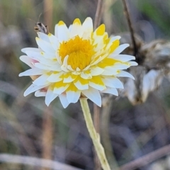 Leucochrysum albicans subsp. albicans at Gundaroo, NSW - 3 Jan 2023