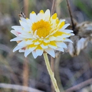 Leucochrysum albicans subsp. albicans at Gundaroo, NSW - 3 Jan 2023