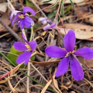 Cheiranthera linearis at Gundaroo, NSW - 3 Jan 2023