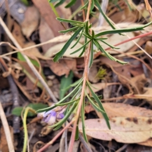 Cheiranthera linearis at Gundaroo, NSW - 3 Jan 2023