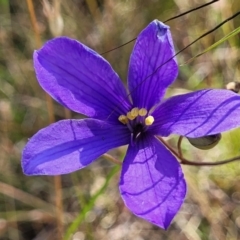 Cheiranthera linearis (Finger Flower) at Gundaroo, NSW - 2 Jan 2023 by trevorpreston