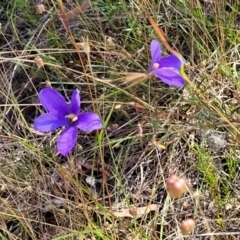 Cheiranthera linearis at Gundaroo, NSW - 3 Jan 2023