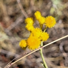 Chrysocephalum apiculatum (Common Everlasting) at Gundaroo, NSW - 3 Jan 2023 by trevorpreston