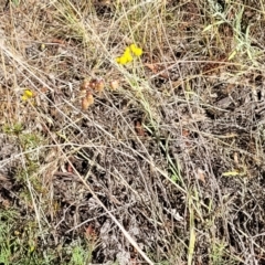 Chrysocephalum apiculatum at Gundaroo, NSW - 3 Jan 2023