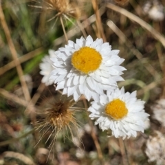 Leucochrysum albicans subsp. tricolor (Hoary Sunray) at Gundaroo, NSW - 3 Jan 2023 by trevorpreston