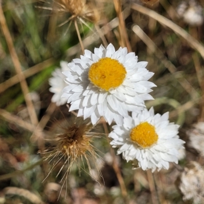 Leucochrysum albicans subsp. tricolor (Hoary Sunray) at Gundaroo, NSW - 2 Jan 2023 by trevorpreston