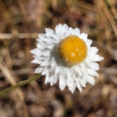 Leucochrysum albicans subsp. tricolor at Gundaroo, NSW - 3 Jan 2023