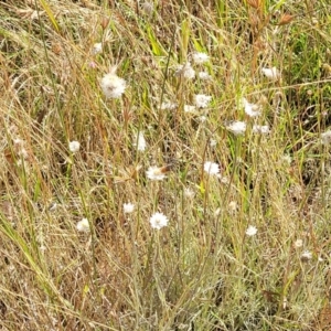 Leucochrysum albicans subsp. tricolor at Gundaroo, NSW - 3 Jan 2023