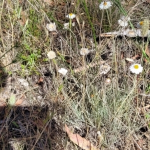 Leucochrysum albicans subsp. tricolor at Gundaroo, NSW - 3 Jan 2023