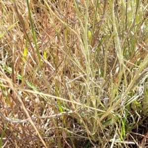 Leucochrysum albicans subsp. tricolor at Gundaroo, NSW - 3 Jan 2023