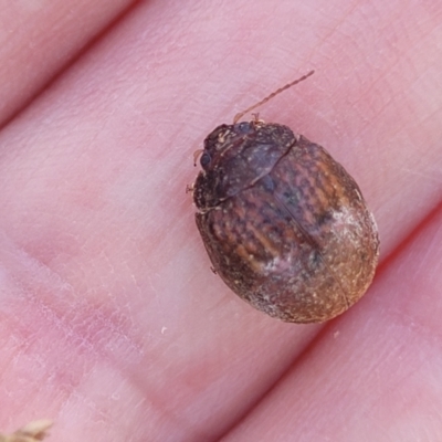 Trachymela sp. (genus) (Brown button beetle) at Sutton, NSW - 3 Jan 2023 by trevorpreston