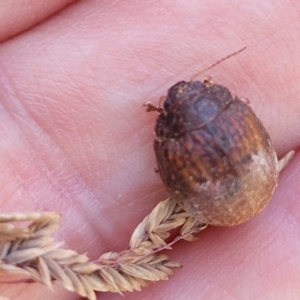 Trachymela sp. (genus) at Sutton, NSW - 3 Jan 2023