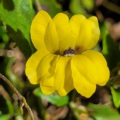 Goodenia hederacea subsp. hederacea (Ivy Goodenia, Forest Goodenia) at Sutton, NSW - 3 Jan 2023 by trevorpreston