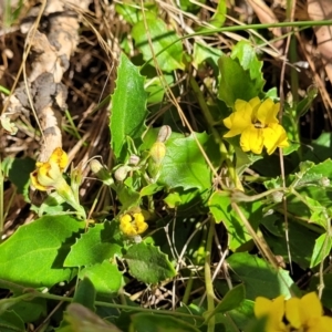 Goodenia hederacea subsp. hederacea at Sutton, NSW - 3 Jan 2023 09:26 AM