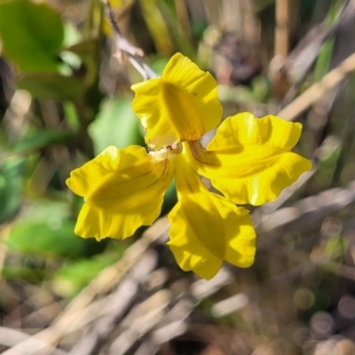 Goodenia hederacea subsp. hederacea (Ivy Goodenia, Forest Goodenia) at Sutton, NSW - 3 Jan 2023 by trevorpreston