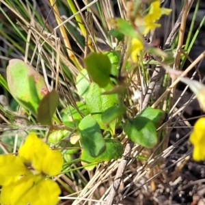 Goodenia hederacea subsp. hederacea at Sutton, NSW - 3 Jan 2023