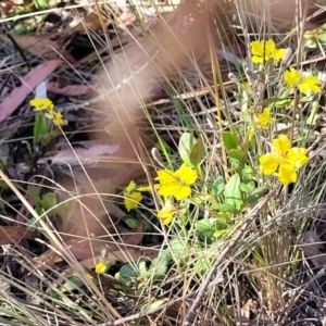 Goodenia hederacea subsp. hederacea at Sutton, NSW - 3 Jan 2023