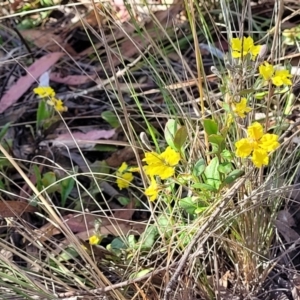 Goodenia hederacea subsp. hederacea at Sutton, NSW - 3 Jan 2023 09:24 AM